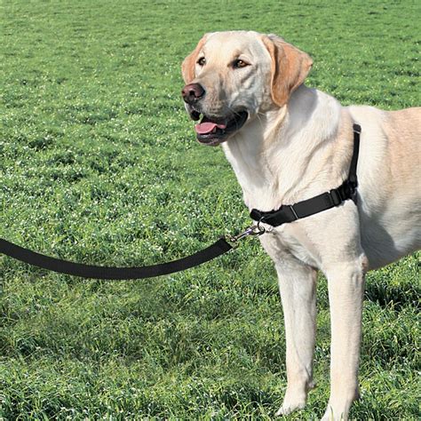 bunnings petsafe walk harness.